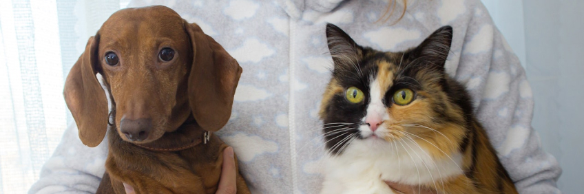 Photo of pets